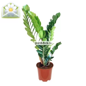 Замиокулкас